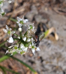 Eriothrix rufomaculata