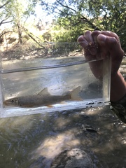 Pantosteus discobolus