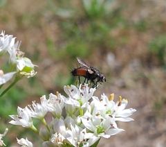Eriothrix rufomaculata