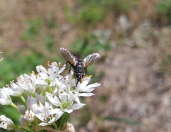 Eriothrix rufomaculata