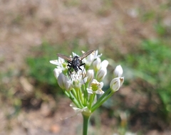 Eriothrix rufomaculata