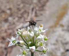 Eriothrix rufomaculata