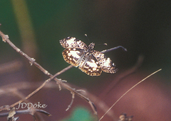 Chiomara asychis autander