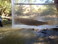 Pantosteus discobolus