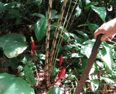 Costus stenophyllus