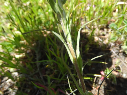Dense-flower Indian Paintbrush foliage
