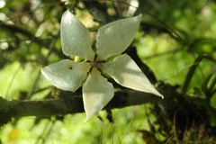 Rosenbergiodendron formosum