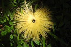Caryocar nuciferum
