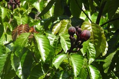 Caryocar nuciferum