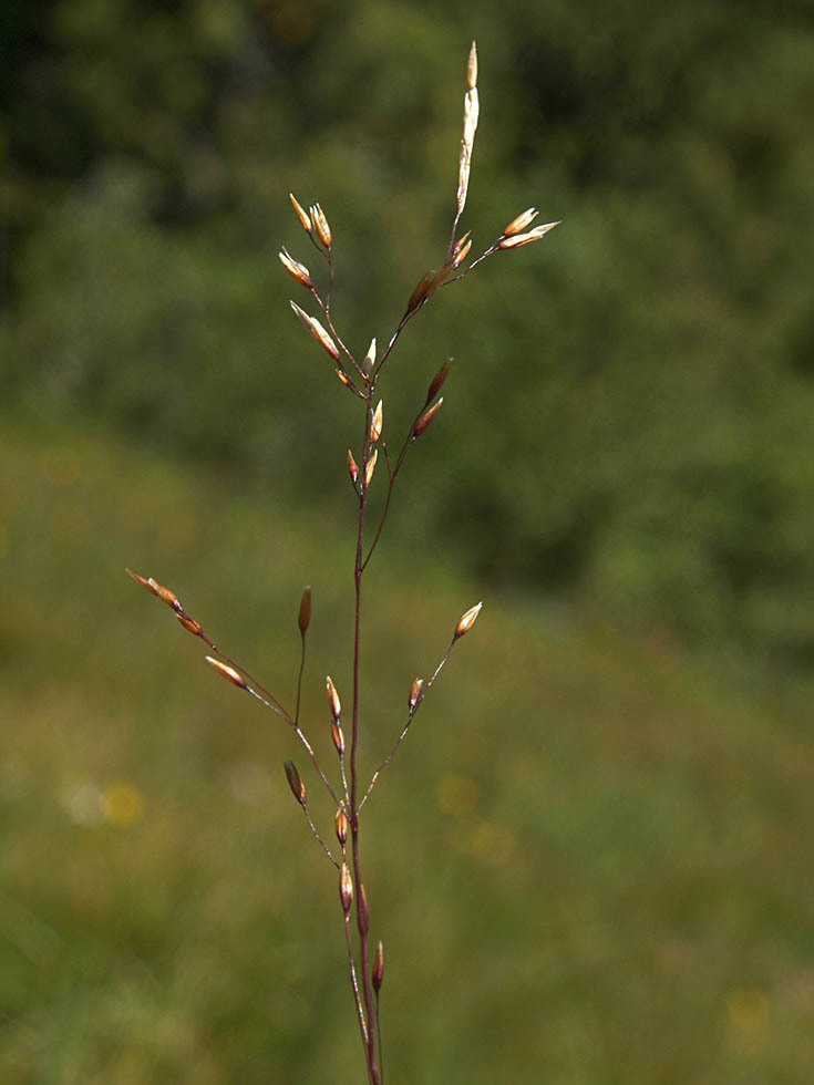 Idaho bent grass