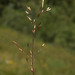 Idaho Bent Grass - Photo (c) Susan, some rights reserved (CC BY-NC), uploaded by Susan