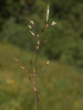 Idaho Bent Grass - Photo (c) Susan, some rights reserved (CC BY-NC), uploaded by Susan