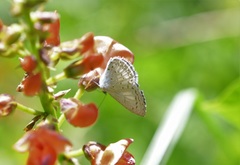 Celastrina echo gozora