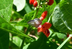 Celastrina echo gozora