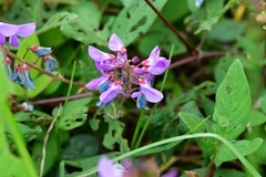 Desmodium pringlei