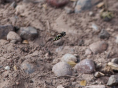 Austroscaeva occidentalis