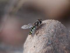 Austroscaeva occidentalis