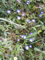 Convolvulus tricolor
