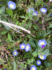 Convolvulus tricolor