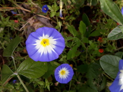 Convolvulus tricolor