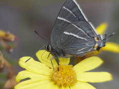 Atlides thargelia