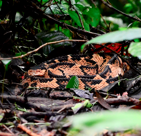 Photo of a Black-headed Bushmaster (Lachesis melanocephala)