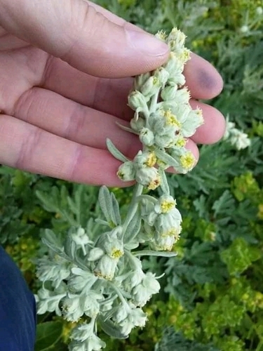 Hoary Mugwort