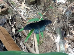 Papilio memnon