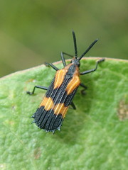 Oxychalepus anchora