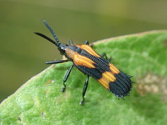 Oxychalepus anchora