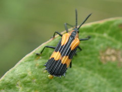Oxychalepus anchora