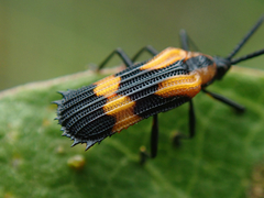 Oxychalepus anchora