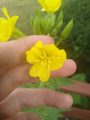 Oenothera biennis