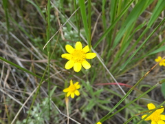 Monolopia gracilens