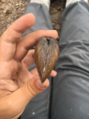 Ellipsaria lineolata