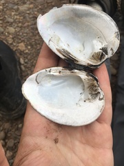 Ellipsaria lineolata