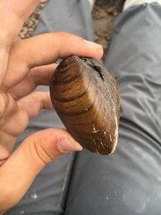 Ellipsaria lineolata