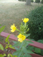 Oenothera biennis