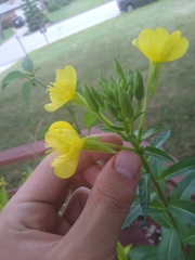 Oenothera biennis