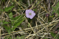 Convolvulus erubescens