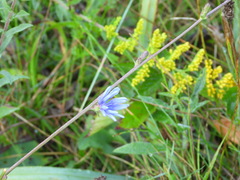 Cichorium intybus