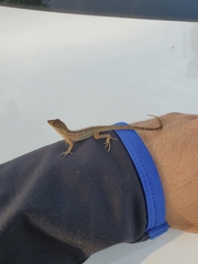 Anolis sagrei sagrei