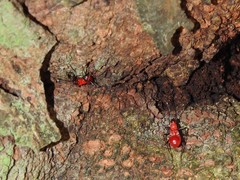Dindymus sanguineus