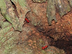 Dindymus sanguineus
