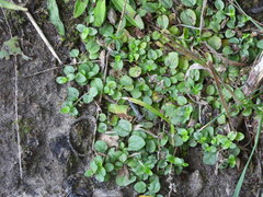 Lysimachia nummularia