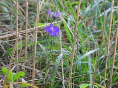 Delphinium consolida