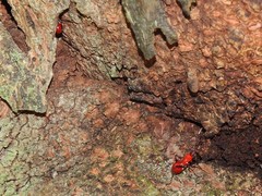 Dindymus sanguineus