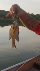 Lepomis macrochirus macrochirus