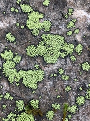 Rhizocarpon geographicum