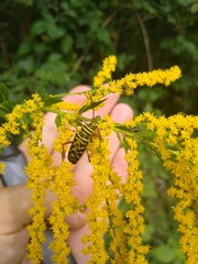 Megacyllene robiniae
